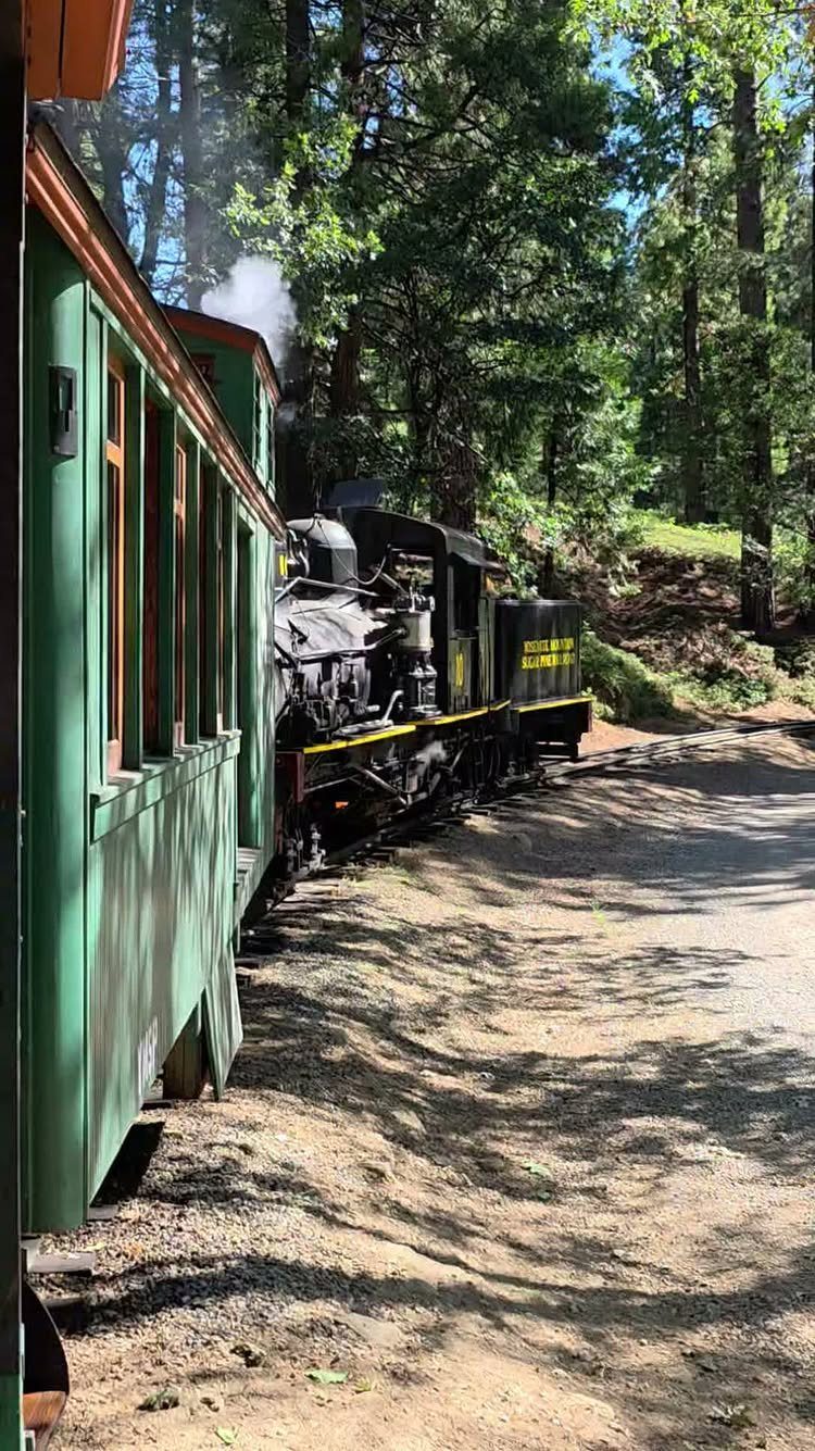 Black steam locomotive with green passenger cars traveling through a sunny pine forest.
