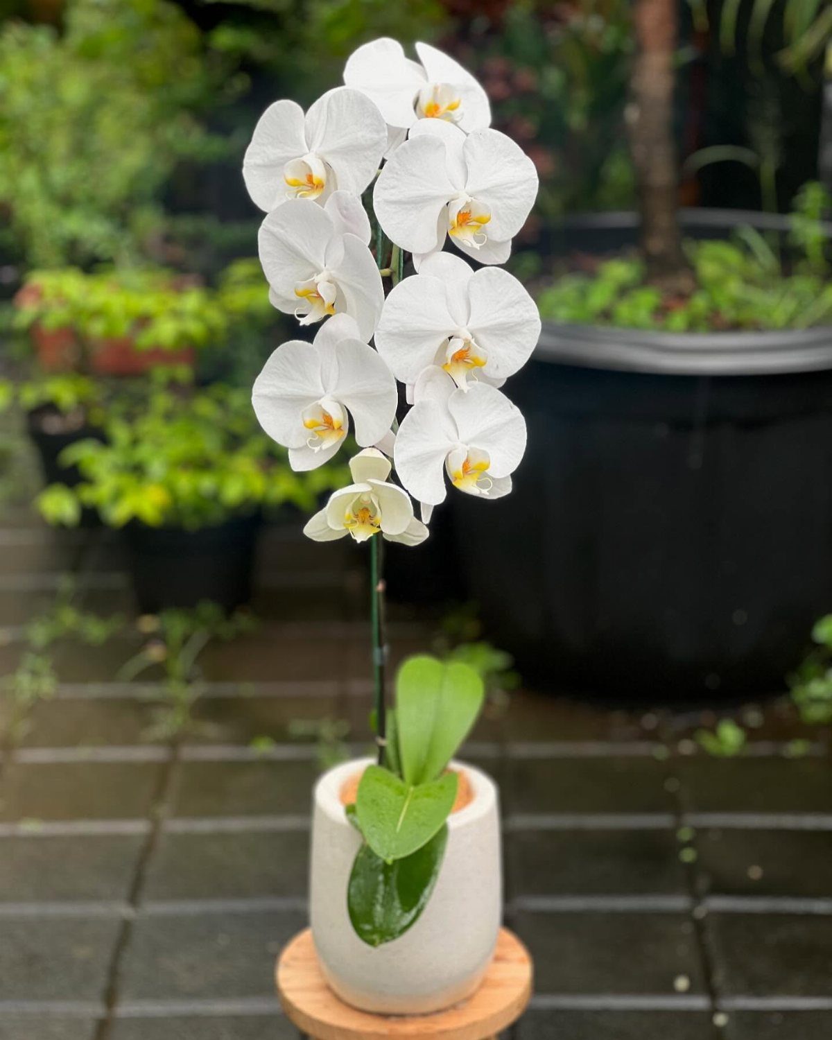 White orchid plant in a grey ceramic pot on a wooden base.